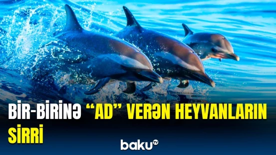 Ayrılsalar belə "adlarını"unutmurlar | Heyvanlar aləmində nadir hadisə