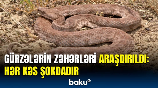 Gürzənin zəhəri bəzi sirləri açdı | Gözlənilməz qanunauyğunluqlar üzə çıxdı