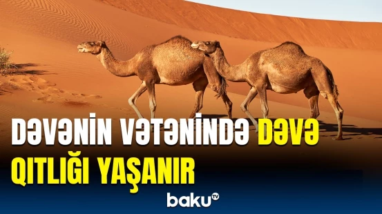 Səudiyyə Ərəbistanı dəvələrlə bağlı təcili hərəkətə keçdi | Azalmanın əsas səbəbi nədir?