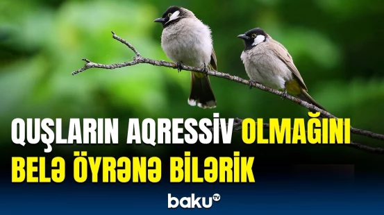 Ən aqressiv quşların adı açıqlandı | Maraqlı araşdırmanın nəticələri