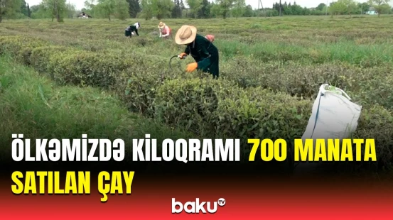 Çayın qiyməti qalxacaq? | Astara sakini çay sortlarından danışdı