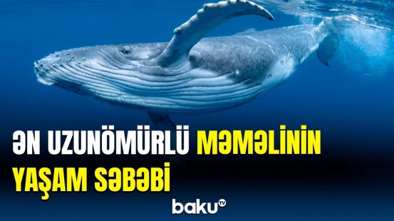 Xərçəngə qarşı daha az həssas olan məməlilər hansılardır? | Alimlərdən maraqlı araşdırma