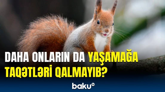 Bu heyvanlar artıq yoxa çıxır | Təhlükəli vəziyyətin səbəbi isə...