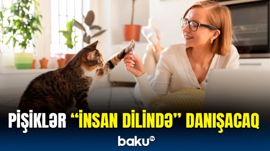 Süni intellekt dördayaqlıların dilini "tərcümə edəcək" | Pişiklərlə ünsiyyətdə yeni dövr