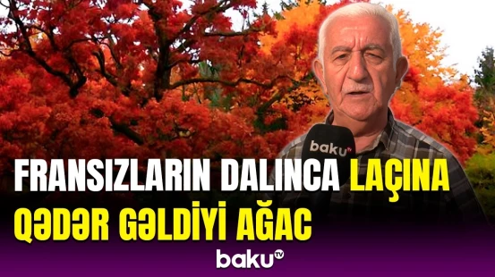 Bunları Laçından Fransaya daşıyırdılar ki... | Çox az tapılan bu ağacın sirri nədir?