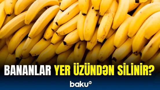 Banan sevənlər bu dəfə bəd xəbərlə üz-üzə | İxracatın zəifələmə səbəbi