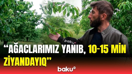Gilas bağlarında acınacaqlı durum | Qubalı fermerlər çıxılmaz halda