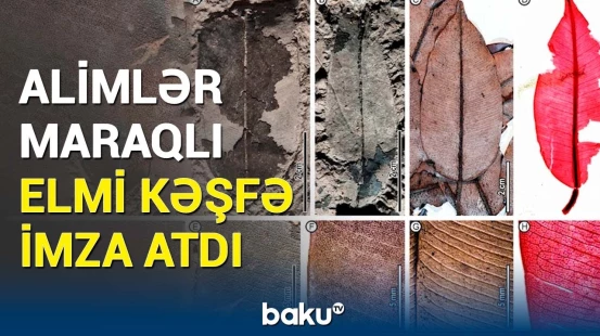 Yaşı 2 milyon ildən artıq olan ağac | Elmi kəşfin detalları hər kəsi təəccübləndirdi