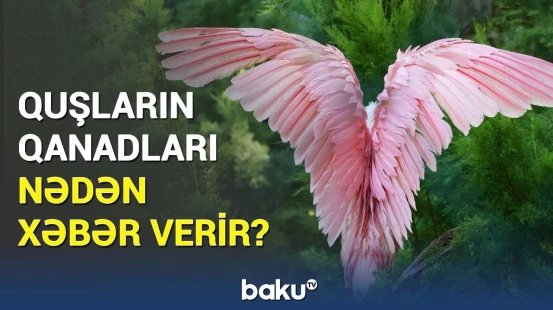 Quşlarla bağlı təsəvvürləri alt-üst edən məlumat