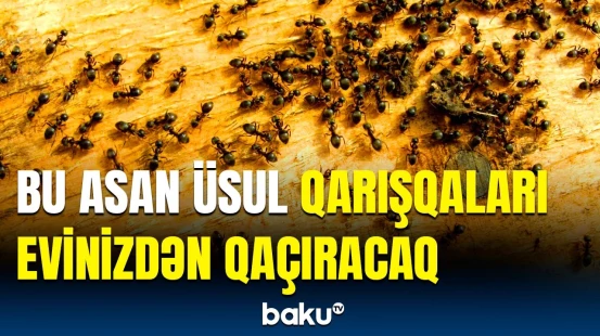 Həşəratları evlərinizdən uzaqlaşdırmağın bilinməyən və sadə yolları