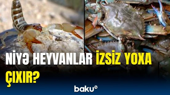 Bütün heyvanların fosilə çevrilməmə səbəbi açıqlandı | Alimlərdən maraqlı araşdırma