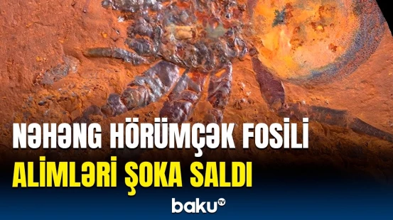 Qədim Avstraliyadan gələn elmi inqilab | Fosillərin heyrətləndirici hekayəsi