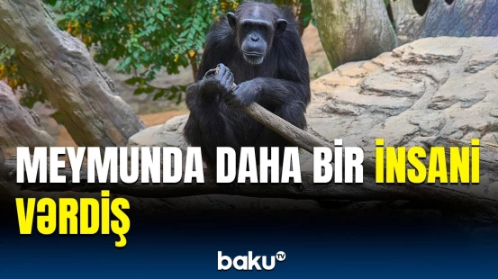 Meymun və insanın oxşar cəhətləri üzə çıxdı | Primatlar yaralarını necə sağaldır?