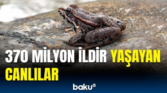 Qurbağaların sağ qalma qabiliyyəti alimləri şoka saldı | Milyon illik hekayənin sirli tərəfləri