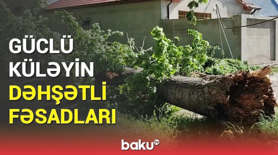 Xaçmazdakı güclü külək ağacı aşırdı | Anbaan görüntülər