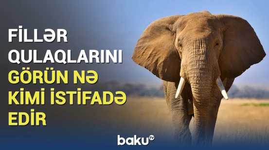 Dünyanın ən böyük qulaqları hansı işə yarayırmış?