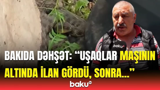 “Heyvandır da, gələ bilər...” | Bakıda ilanların çoxalmasın əsl səbəbi nədir?