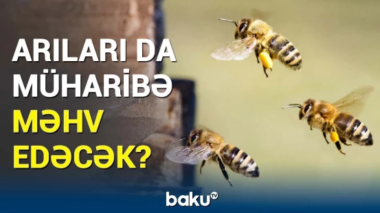 Arılar yox olmaq təhlükəsi ilə üz-üzə | Elə risklər var ki...