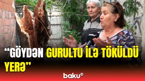 Külək ağacı aşırdı, azyaşlı xəsarət aldı | Yaşıllaşdırma Təsərrüfat Birliyindən açıqlama