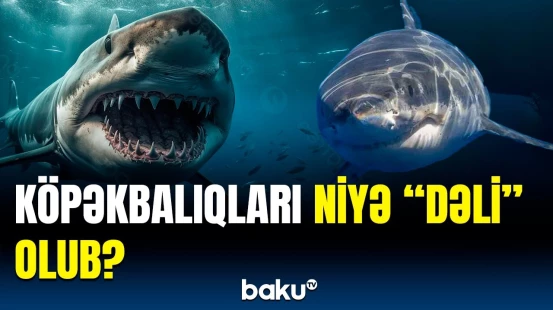 Köpəkbalıqları insanları qorxuya saldı | Sahilə çıxırlar, sonra isə...