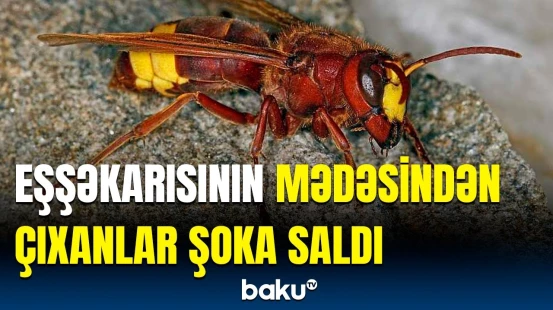 Eşşəkarısı bunları necə yeyib? - Gerçək bilinən məlumatlar səhv çıxdı