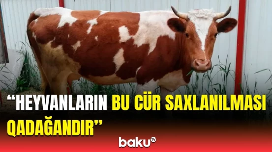 AQTA-dan xəbərdarlıq | Restoran və kafe sahiblərinin nəzərinə!