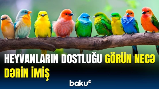 Quşlar da “qohum seçimi” edir? - Bir-biri ilə dostluq edən heyvanların sirri