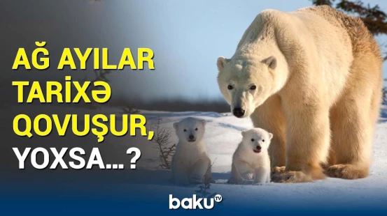 Ağ ayıların yağ toxumasının nümunəsi hər kəsi mat qoydu | Elə şeylər açıqlandı ki…