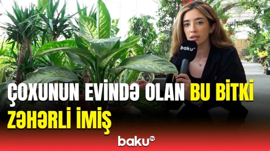 “Dilim uyuşdu, danışa bilmədim” | Evlərimizi bəzəyən bu bitki niyə təhlükəlidir?