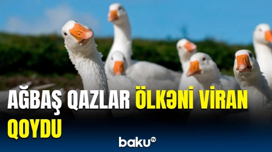 Ağbaş qazlar Finlandiyada "hoqqa verdi" | Mühafizə olunan quşlar ölkədə görün nəyə ziyan vurdu