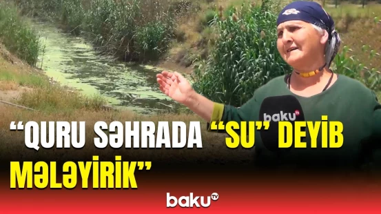 "Allah haqqı itin zülmünü çəkirik" | Biləsuvar sakinlərini bezdirən problem niyə həll edilmir?