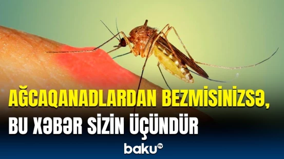 Ağcaqanadlar hansı rənglərdən qaçır? - Həşəratlarla mübarizədə ağla gəlməyən üsullar