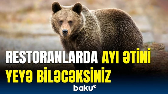 Bu ölkə ayı ətini yeməyə icazə verdi | Deputat qərarı sərt tənqid etdi