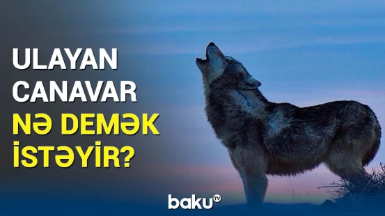 Yırtıcı heyvanların "dili" deşifrə olunur