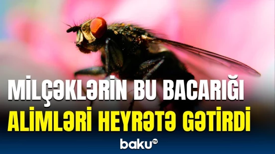 Milçəklərin sayəsində elə texnika yaradılacaq ki... | Gündəmə düşən məlumat