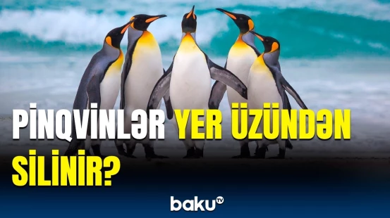 Kral pinqvinlərin həyatı təhlükədə | Canlıların dənizə çıxışı bağlana bilər?