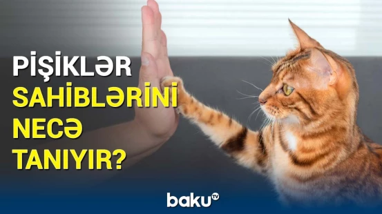 Dördayaqlıların qoxu sisteminin sirri | Alimlərdən pişiklərlə bağlı maraqlı araşdırma