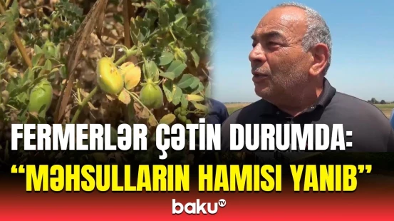 Hektarlarla noxud sahəsi niyə məhv oldu? - "Dərmanlarını da vurmuşduq, amma..."