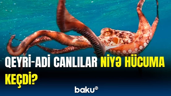 Avqust ayına qədər... | Canlıların hücumu barədə həyəcan təbili çalındı