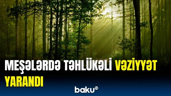 "Balsovuran"lar sürətlə yoxa çıxır | Kiçik quşların sayında kəskin azalma