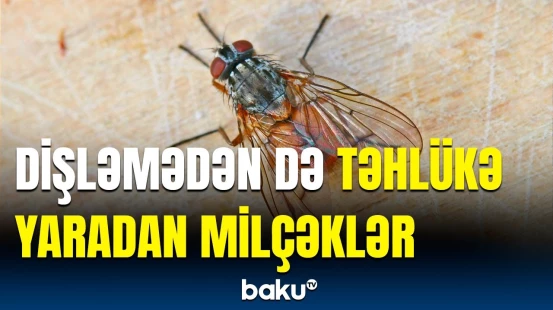Evlərimizdəki gizli təhlükə | Bu milçəklər sağlamlığımızı necə riskə atır?