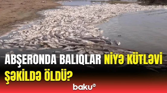 Hadisə yerindən bağlantı | Qurumlar balıqların kütləvi ölümü ilə bağlı hərəkətə keçdi