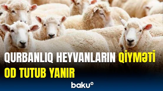 Qurbanlıq heyvanların bahalaşma səbəbi | Müştərilər qiymətlərdən narazıdır