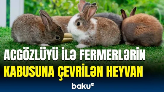 Bu qarınqulu heyvanlar fermerlərin başını necə bəlaya saldı?