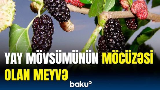 Tutun insan sağlamlığına faydaları nələrdir? | Vitaminlərlə zəngin olan meyvə