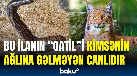 Başı olmayan nəhəng piton tapıldı, üzə çıxdı ki... | "Qatil" necə aşkarlandı?