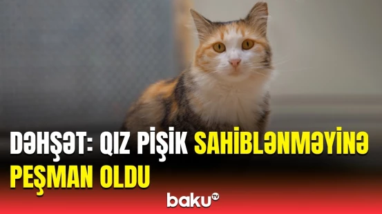 Pişikdən sahibinə elə xəstəlik keçdi ki... | Həkimdən əhaliyə təcili xəbərdarlıq