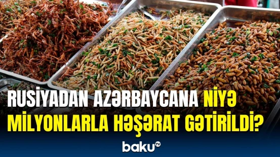 Xarici ölkələrdən Azərbaycana gətirilən bu həşəratlar görün neçəyədir