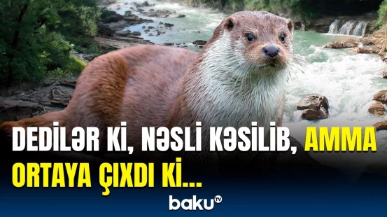 Dünyanın ən kiçik susamuru tapıldı