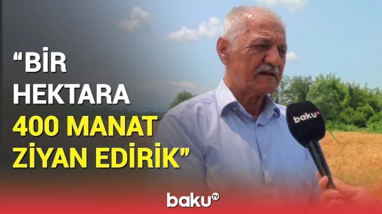 Fermerlər niyə taxıl əkmələrinə peşman oldu? - Yeganə çıxış yolu isə...